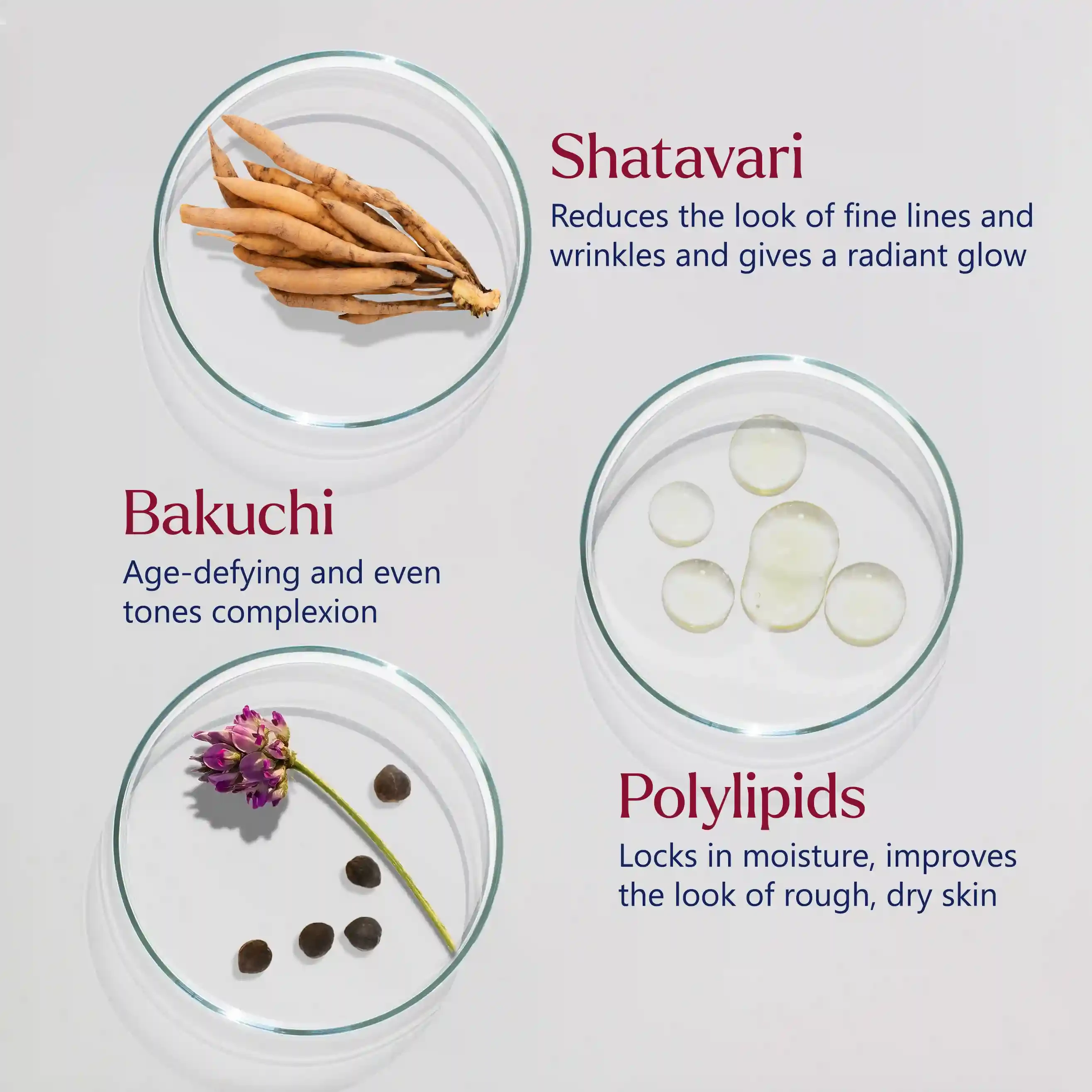 Firm-Focus Face Mask - Firms, Smooths, Hydrates, Loose, Saggy, Aging Skin - Focused Facial Firming Action with Shatavari, Bakuchi and Polylipids - Best Face Mask for Loose, Saggy Facial Skin - With Clinically Tested Ingredients
